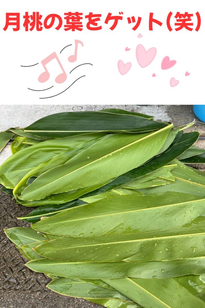 月桃の葉を採取2