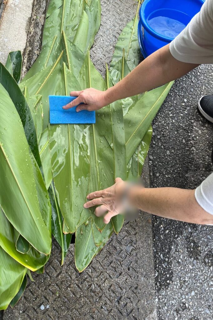 月桃の葉を採取3