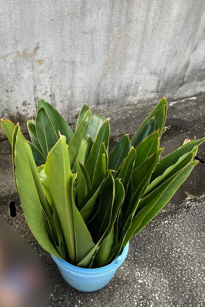 月桃の葉を採取4